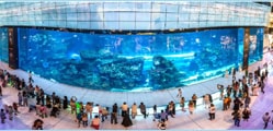Dubai Aquarium And Underwater Zoo: A Perfect Family Outing